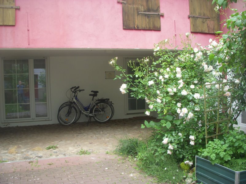 Praxiseingang hinterm Rosenbusch Praxiseingang hinterm Rosenbusch